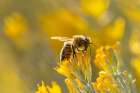 USA-New Mexico-Honey bee on rabbitbrush Art Print